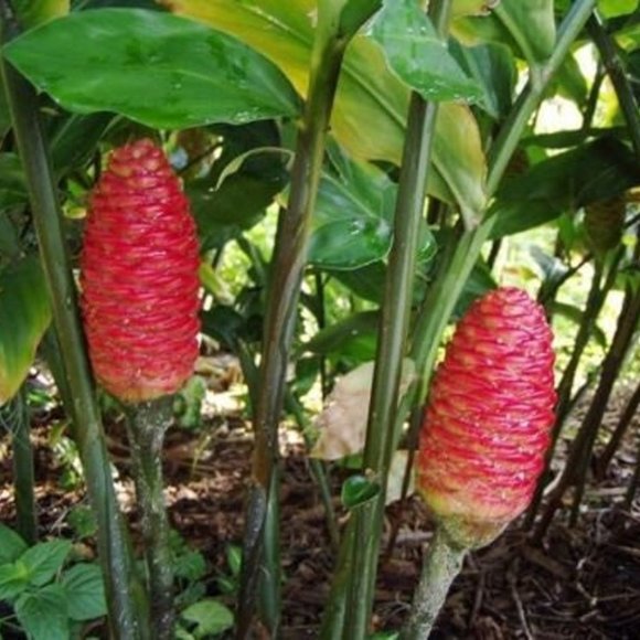 3 Rhizome Root Shampoo Ginger Awapuhi Zingiber Zerumbet Pine Cone NO SHIP CA, HI - Picture 1 of 9